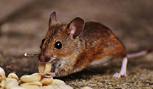 24 Hour & Emergency Exterminators in Drake, ND